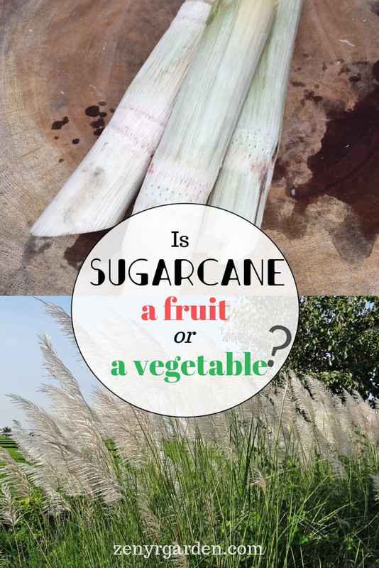 sugarcane-is-it-a-fruit-or-vegetable